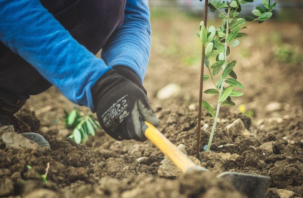 La Maremma terra dell’olio: a Scarlino il più grande oliveto bio della Toscana