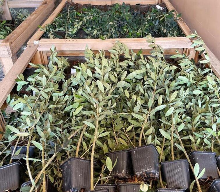 Dai vivai pistoiesi le 150mila piante della più estesa oliveta bio toscana 