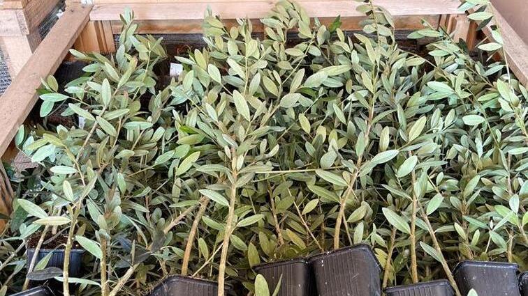 Dai vivai pistoiesi le 150mila piante della più estesa oliveta bio toscana 