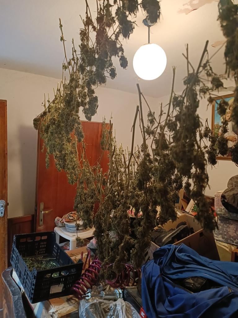 
	La droga in essiccazione in casa dell'arrestato

