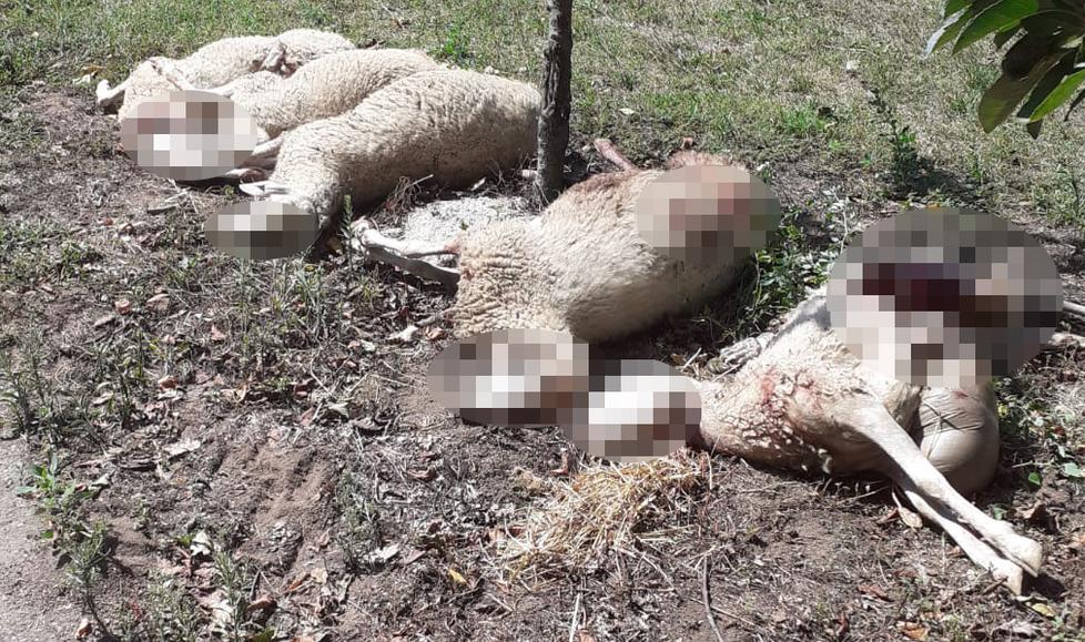 Predazioni in Maremma, la Regione paga la rimozione delle carcasse agli allevatori