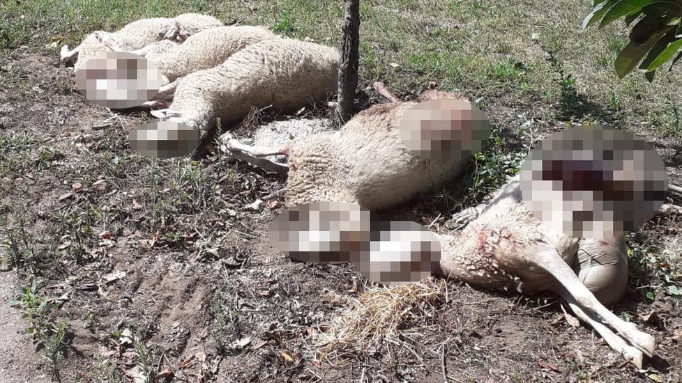 Predazioni in Maremma, la Regione paga la rimozione delle carcasse agli allevatori