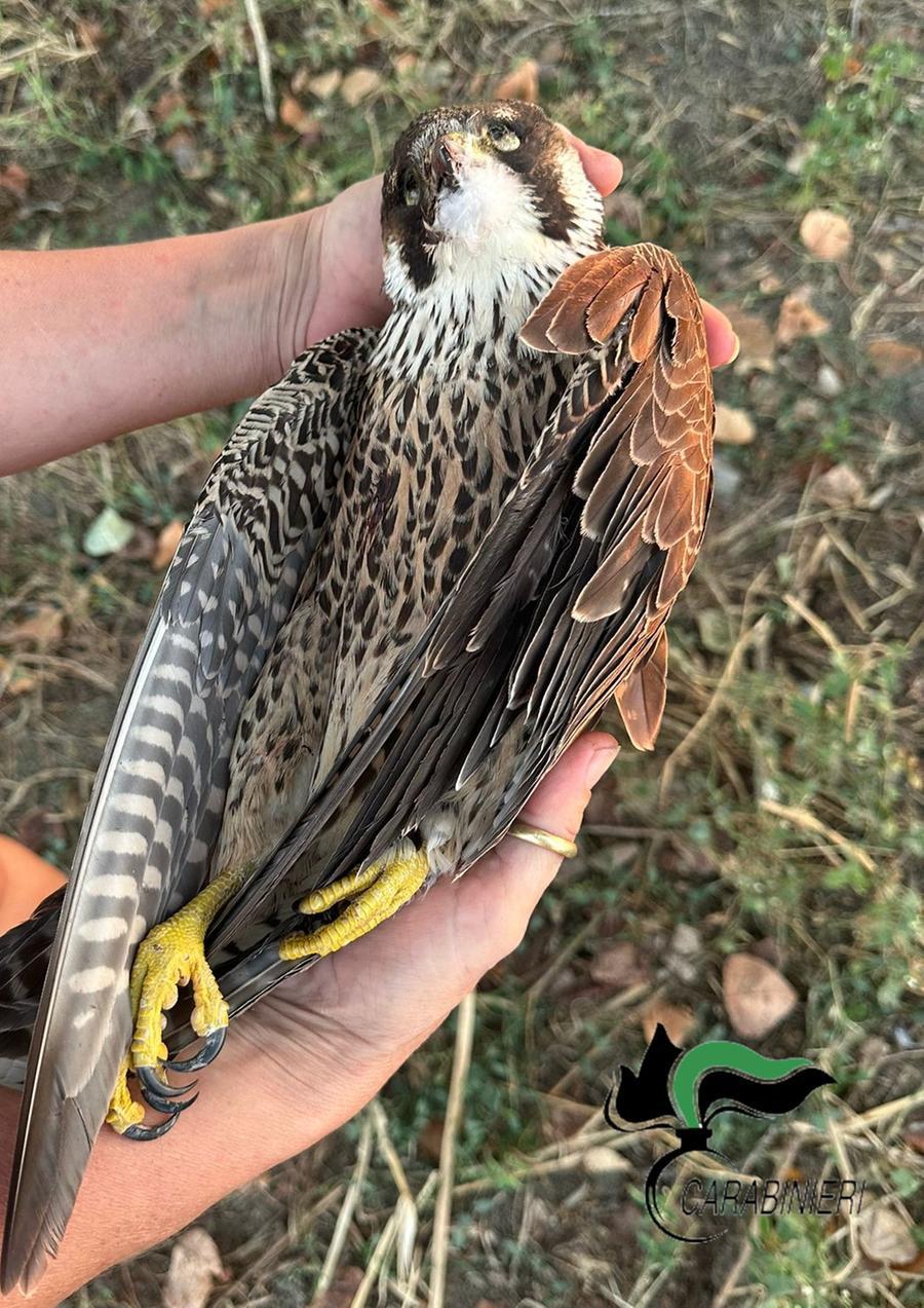 Falco pellegrino abbattuto da una fucilata, si cerca il responsabile