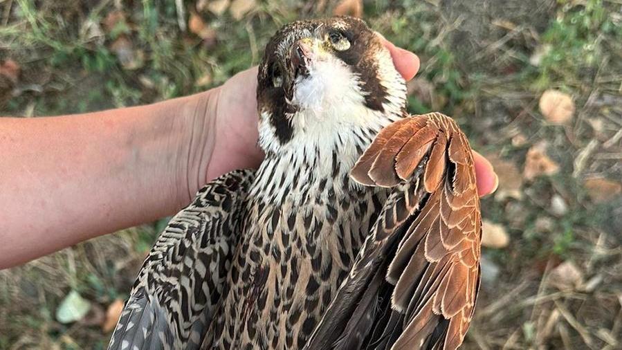Falco pellegrino abbattuto da una fucilata, si cerca il responsabile