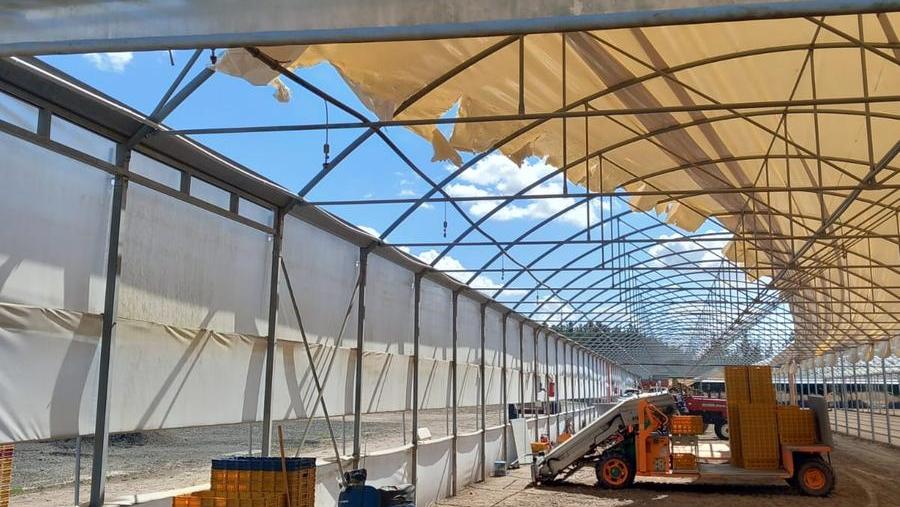 La copertura di una serra distrutta dal maltempo