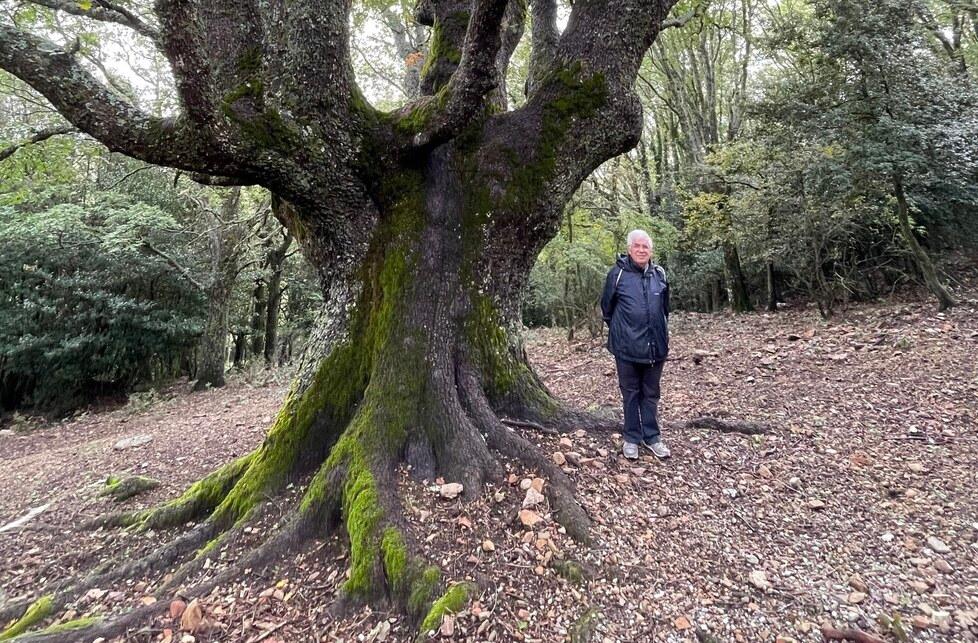 Foreste e grandi alberi sardi, premiato lo studio di Camarda
