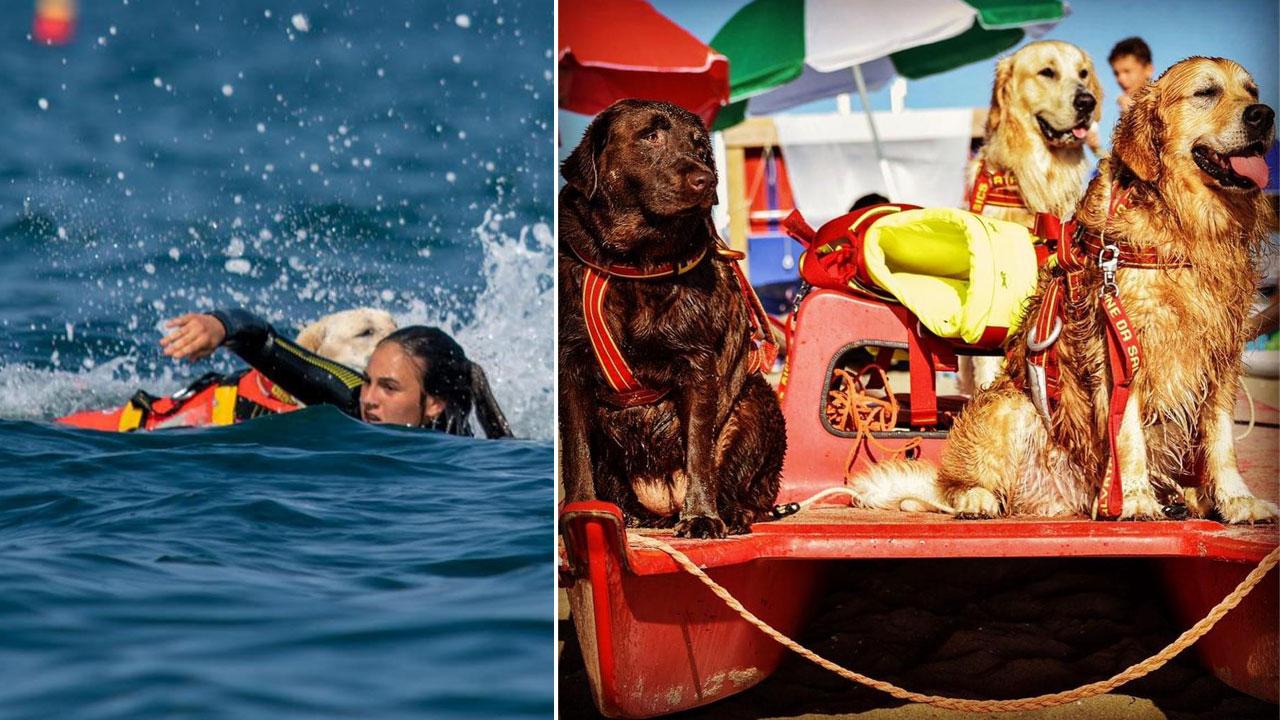 Un intervento di soccorso in mare, nella foto a destra i cani bagnino a riposo sulla spiaggia: anche per loro il tradizionale look in rosso dei colleghi umani