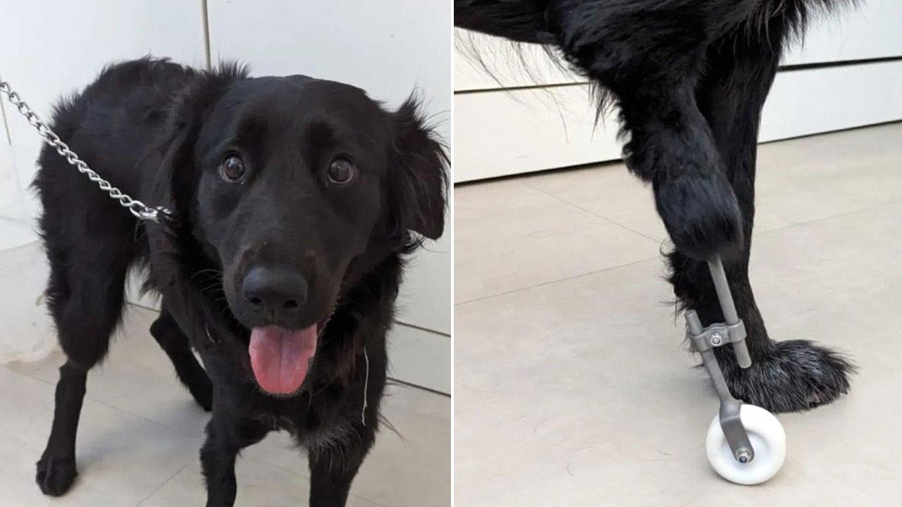 Un primo piano di Lilly e, la protesi alla zampa anteriore destra