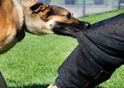 Il cane aveva aggredito a una gamba l’agente della polizia municipale