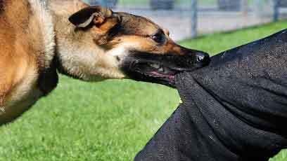 Il cane aveva aggredito a una gamba l’agente della polizia municipale
