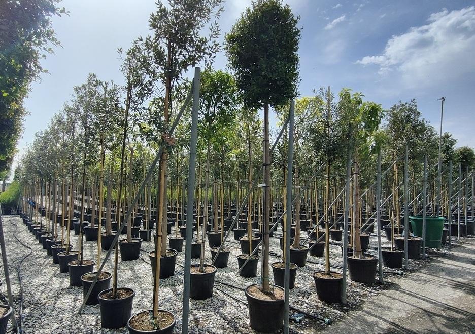 Vivaismo, a Pistoia export in ripresa nel secondo trimestre dell’anno