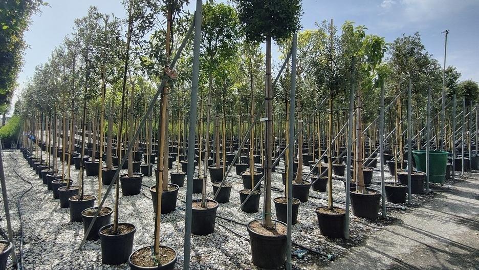 Vivaismo, a Pistoia export in ripresa nel secondo trimestre dell’anno