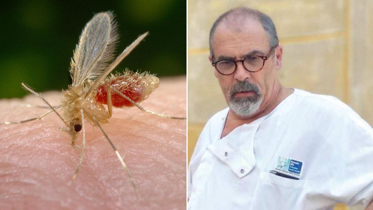 A sinistra il pappatacio responsabile della diffusione del virus a destra Spartaco Sani, primario di malattie infettive dell’ospedale di Livorno