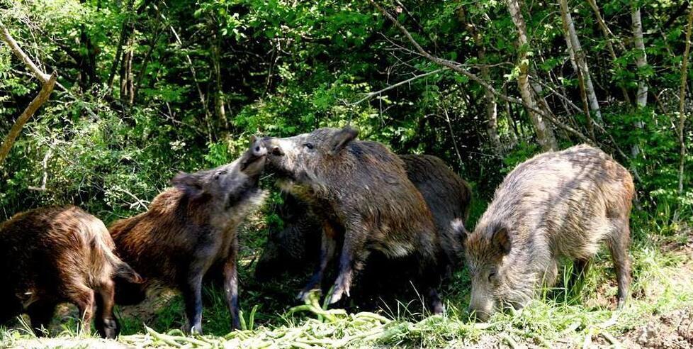 Ungulati verso l’eradicazione lo studio muove i primi passi<br type="_moz" />
