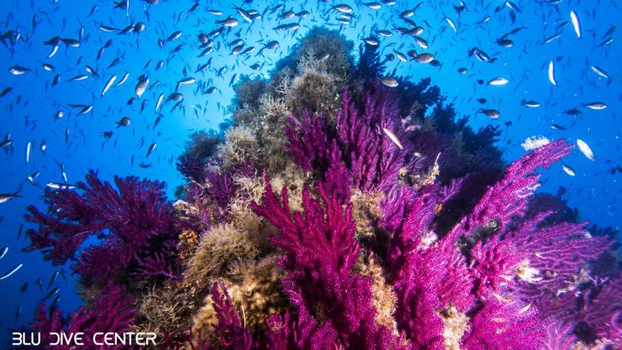 
	Una immagine dei fondali dell'Amp di Capo Testa&nbsp;

