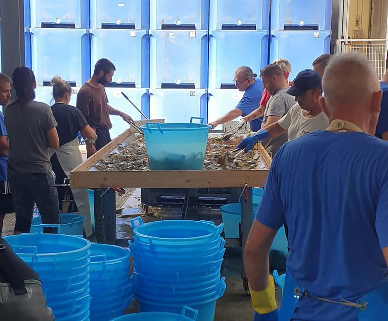 Goro, granchio blu specie invasiva. Lo stop alla vendita è vicino