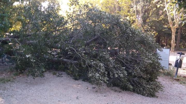 L'albero crollato