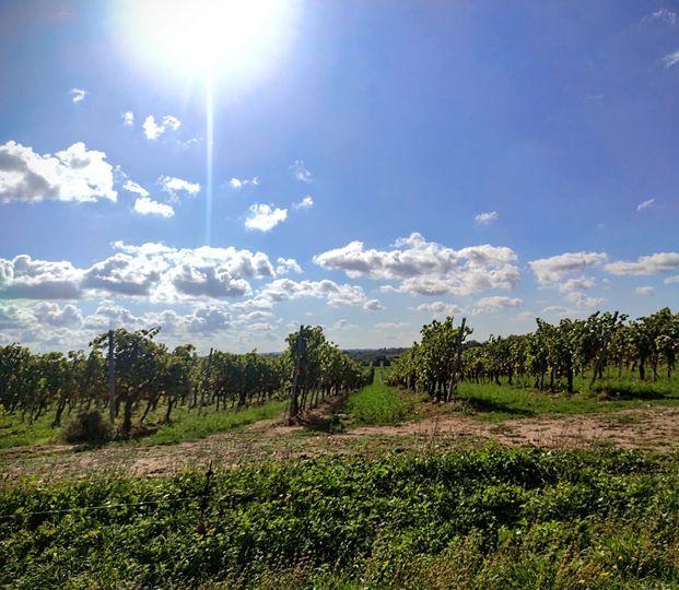 Cinque “piccoli” Comuni della Maremma si alleano per costituire un distretto biologico