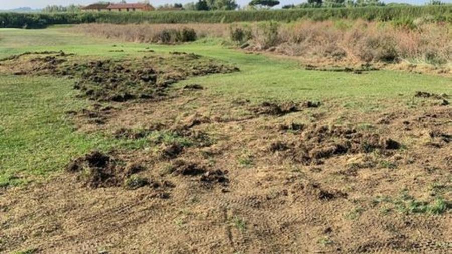 Golf club devastato dai cinghiali: a Montelupo la Regione promette ma non interviene