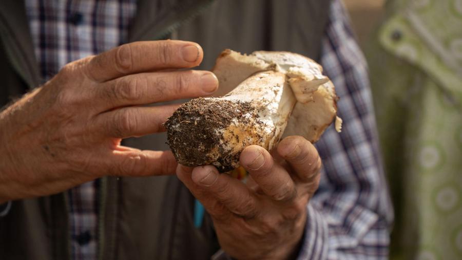 La Garfagnana patria del fungo: due settimane da gustare. Le date