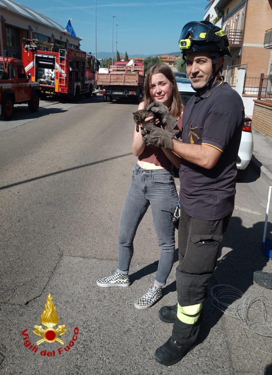 Gatto finisce in un tombino, salvato col miagolio elettronico
