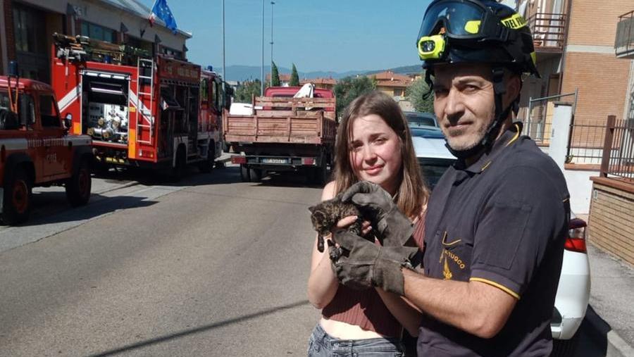 Gatto finisce in un tombino, salvato col miagolio elettronico
