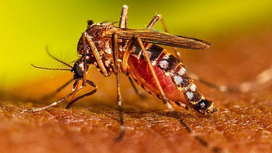 Pisa, un caso di Dengue: disinfestazione nelle zone a rischio. Ecco le vie interessate
