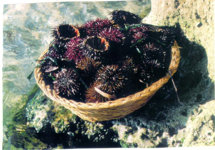 Sub sorpreso a Carloforte con 143 ricci: multato