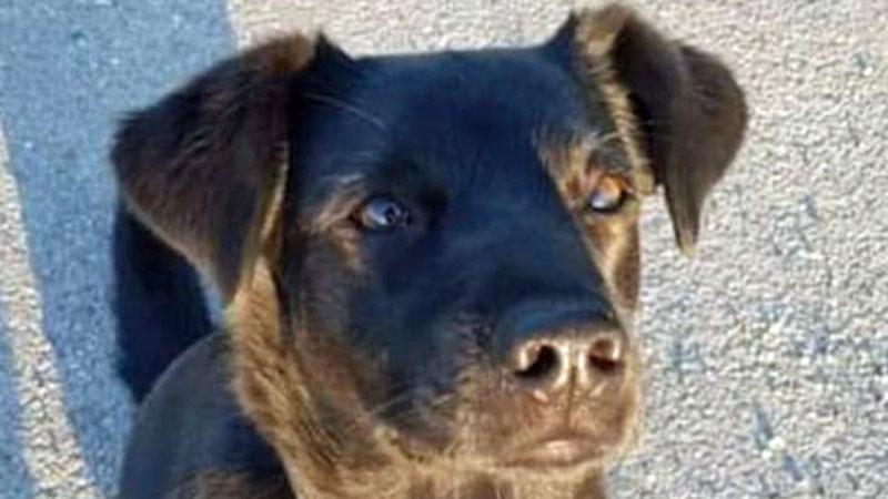 San Vincenzo, da due anni cercano Rona la loro cagnolina scomparsa