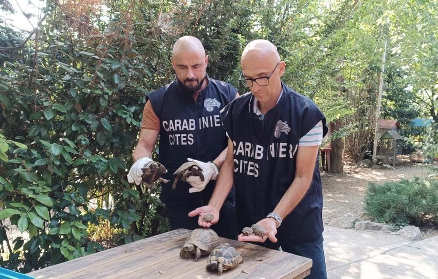 Sequestrate 30 tartarughe di terra: erano state abbandonate in una scatola