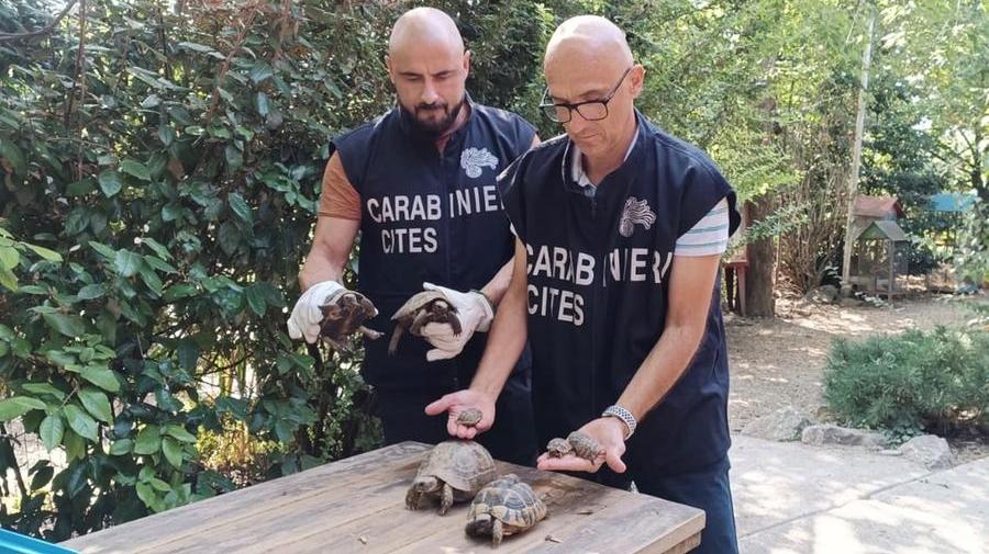 Sequestrate 30 tartarughe di terra: erano state abbandonate in una scatola