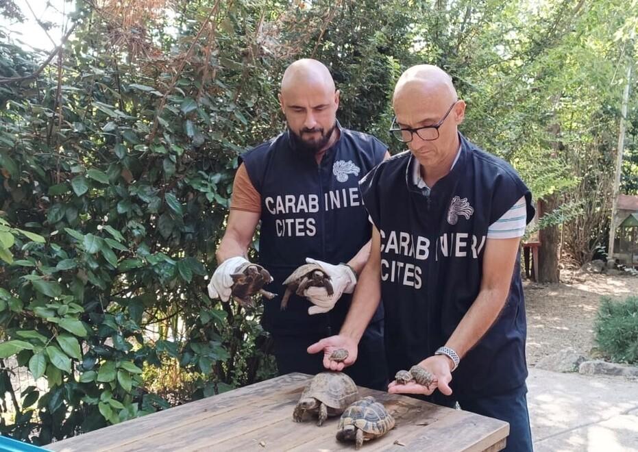Trenta tartarughe protette abbandonate a Modena. Si indaga per scoprire chi le aveva