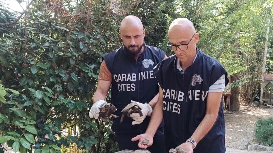 Trenta tartarughe protette abbandonate a Modena. Si indaga per scoprire chi le aveva