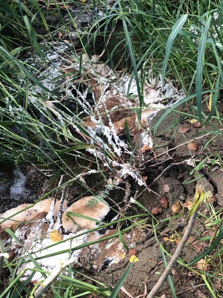 Spilamberto. «Schiuma rossa nel fiume Panaro», Arpae preleva e analizza l’acqua