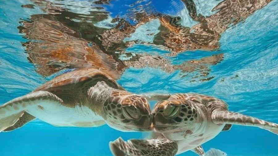 La tartaruga regina del mare: in un anno i nidi sono triplicati
