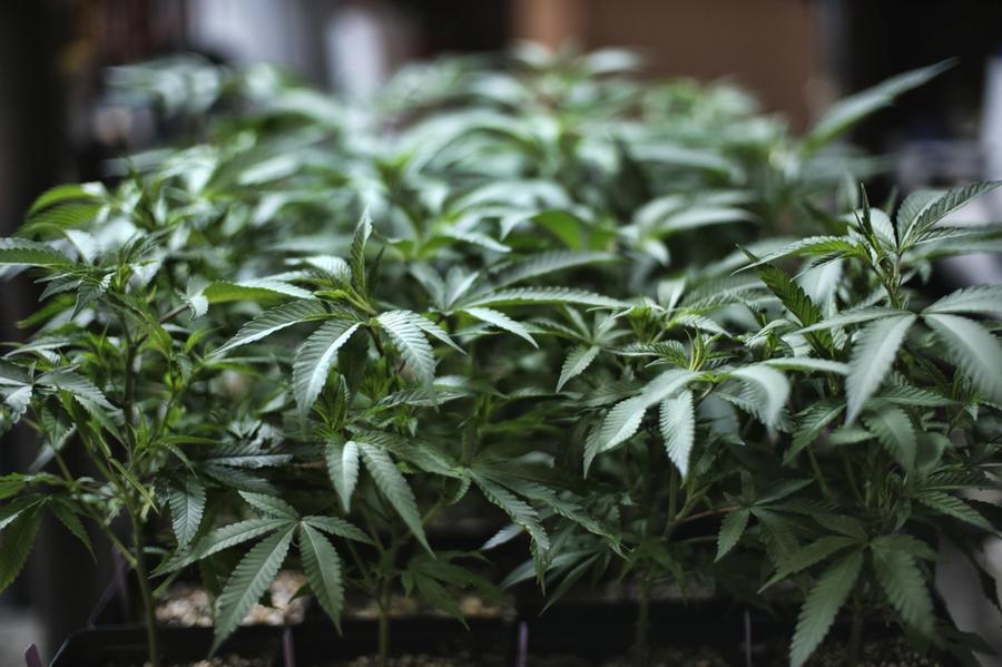 Vignola: 28 piantine di marijuana sul balcone