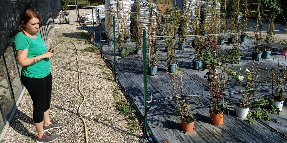 Vivaio allagato a Ferraraq, muoiono le piante: «Prioritaria la sicurezza dei canali»