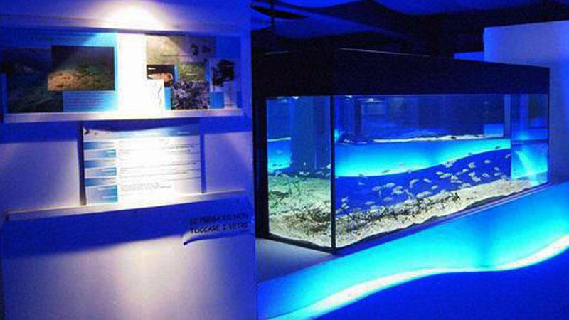 Addio pesci, l’acquario non riapre. Al suo posto arrivano i pipistrelli<br>

