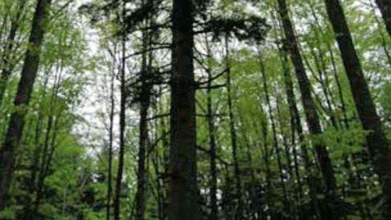 Sette alberi monumentali sulla montagna pistoiese