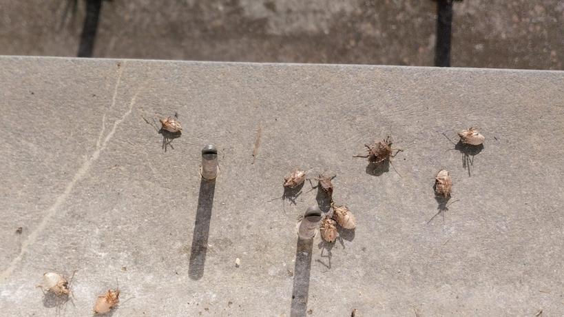 Camaiore, invasione di cimici. Cittadini disperati: «Serve una disinfestazione»