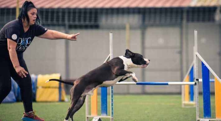 Patrizia e i  pitbull Kent e Pablo saltano l’ostacolo della disabilità