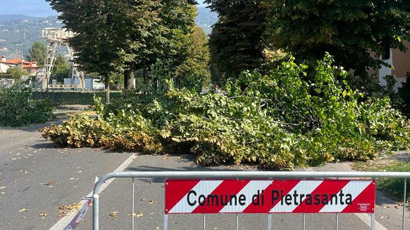 Pietrasanta, il Comune dice no all’abbattimento di centinaia di tigli sul viale Apua