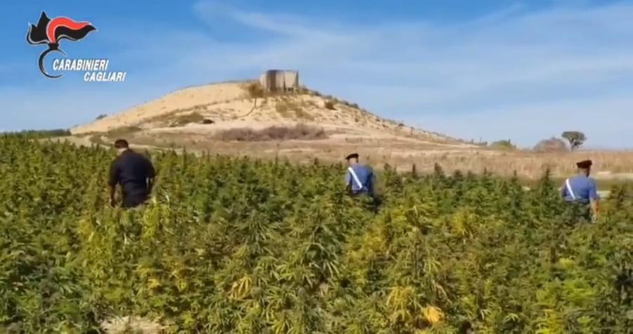 Maxi piantagione di marijuana scoperta nelle campagne di Pimentel