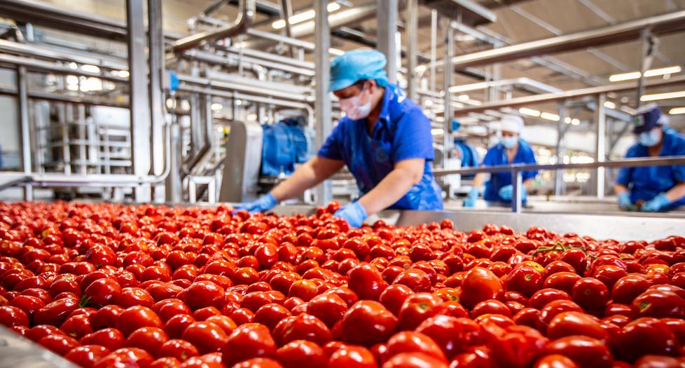 In foto alcuni lavoratori nella sede di Conserve Italia ad Albinia