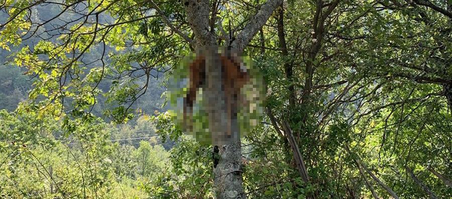 Orrore sulla strada: capriolo morto appeso a un albero. Perché questa crudeltà?
