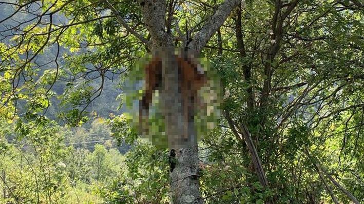 Orrore sulla strada: capriolo morto appeso a un albero. Perché questa crudeltà?