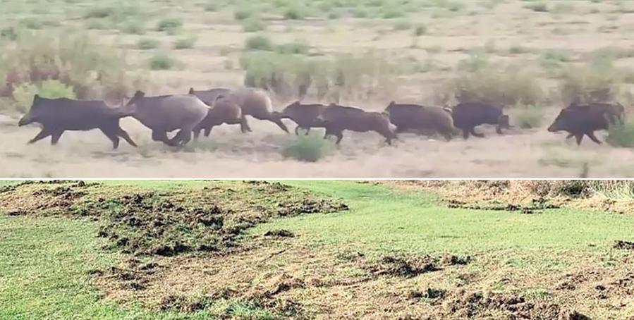 Un branco di cinghiali e i danni provocati al campo da golf di Montelupo