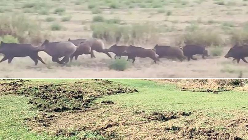 Un branco di cinghiali e i danni provocati al campo da golf di Montelupo