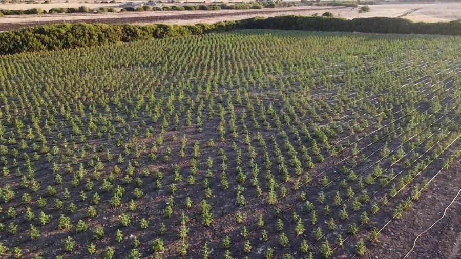 Scoperta una maxi piantagione di marijuana, è la più grande del 2023 in Sardegna
