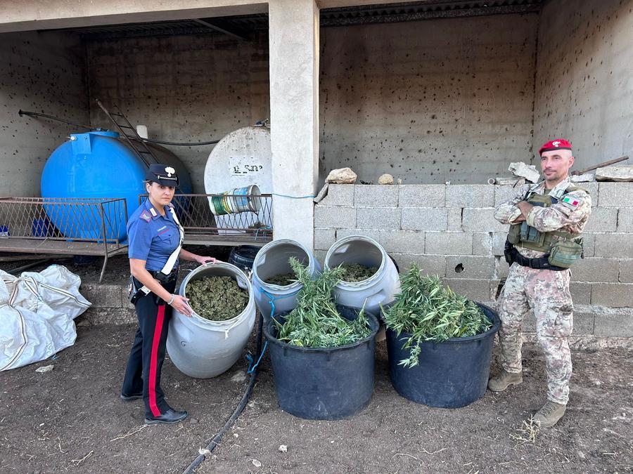Coltivavano marijuana, arrestato un 21enne e denunciate altre due persone nell’Oristanese
